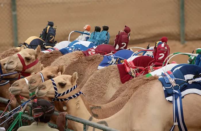 Роботы-жокеи на верблюдах в Дубае
