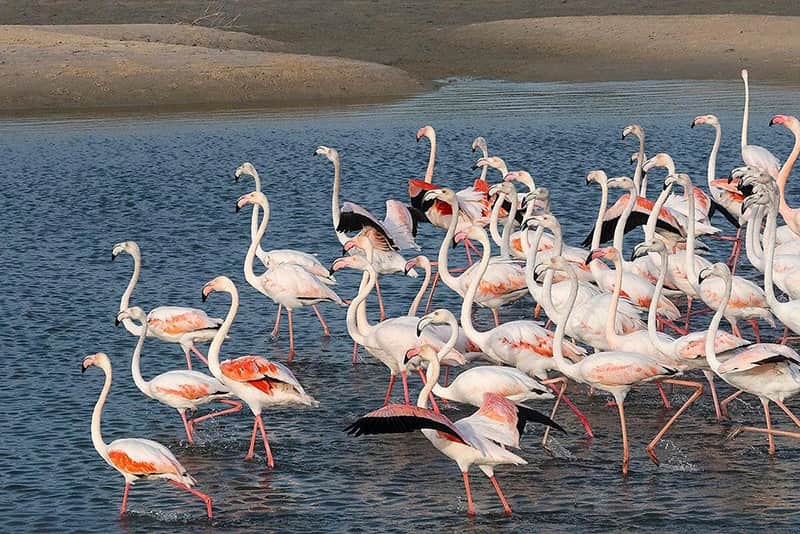 Фламинго в заповеднике Рас Аль Хор в Дубае