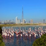 Все о заповеднике фламинго Рас Аль-Хор в Дубае