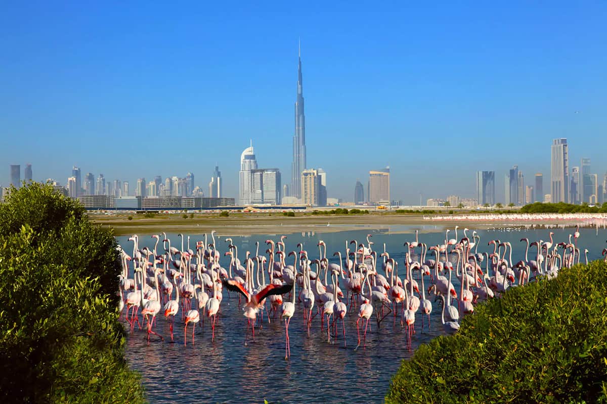 Все о заповеднике фламинго Рас Аль-Хор в Дубае