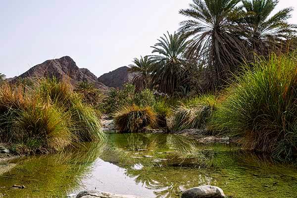 Al Dhaid Desert