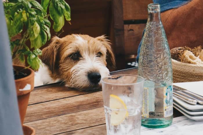 Pet-Friendly кафе и рестораны в Дубае